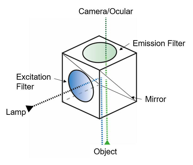 AutoFluorFIG 3: Schematic respresentation of filter cube.